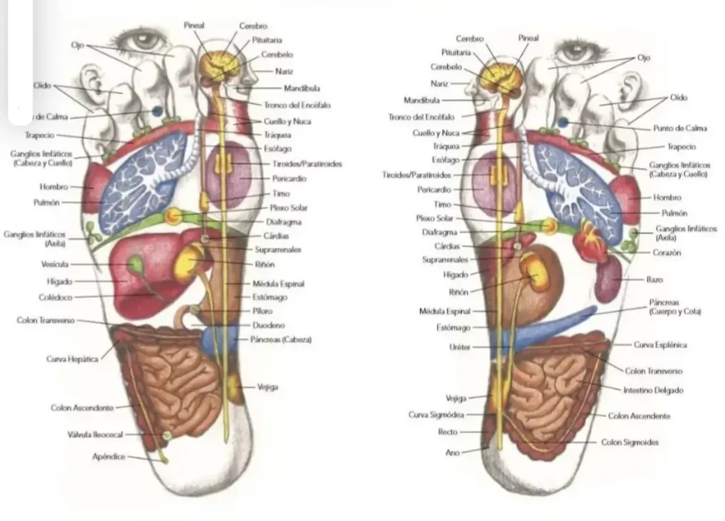 reflexologia_podal_integral_barcelona_rosadelbarco.com